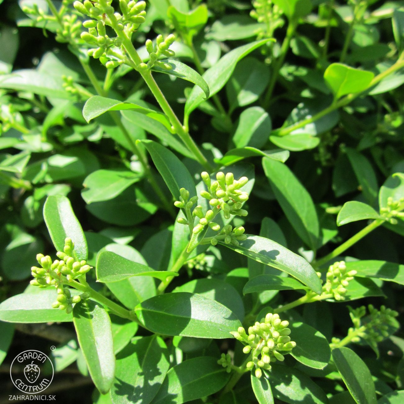 Obrázok Vtáčí zob obyčajný (Ligustrum Vulgare) ´ATROVIRENS´ - výška 40-60 cm, kont. C2L